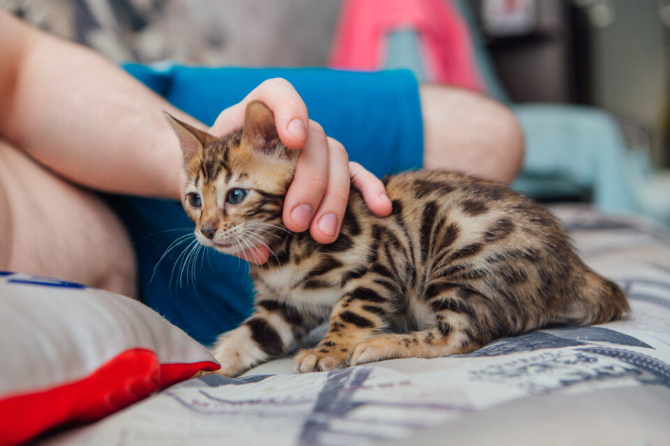 Visual Reference: Bengal Cat Health Problems 10 Common Concerns Reviewed