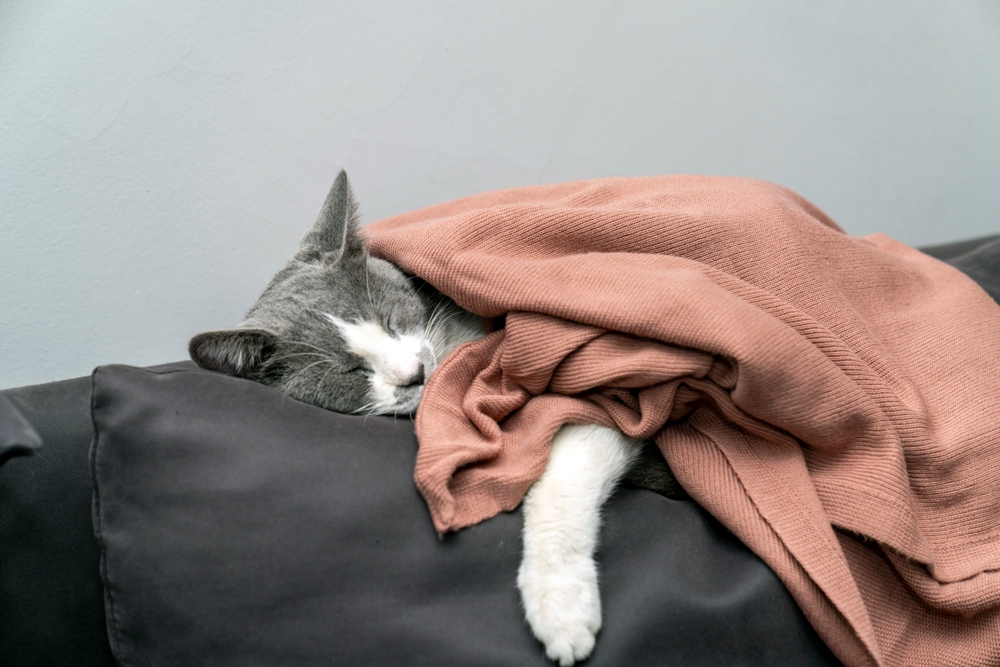 Can Cats Breathe Under Blankets Should You Be Concerned