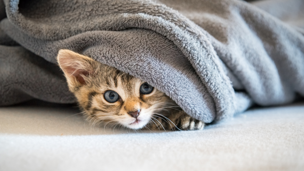 Can Cats Breathe Under Blankets Should You Be Concerned