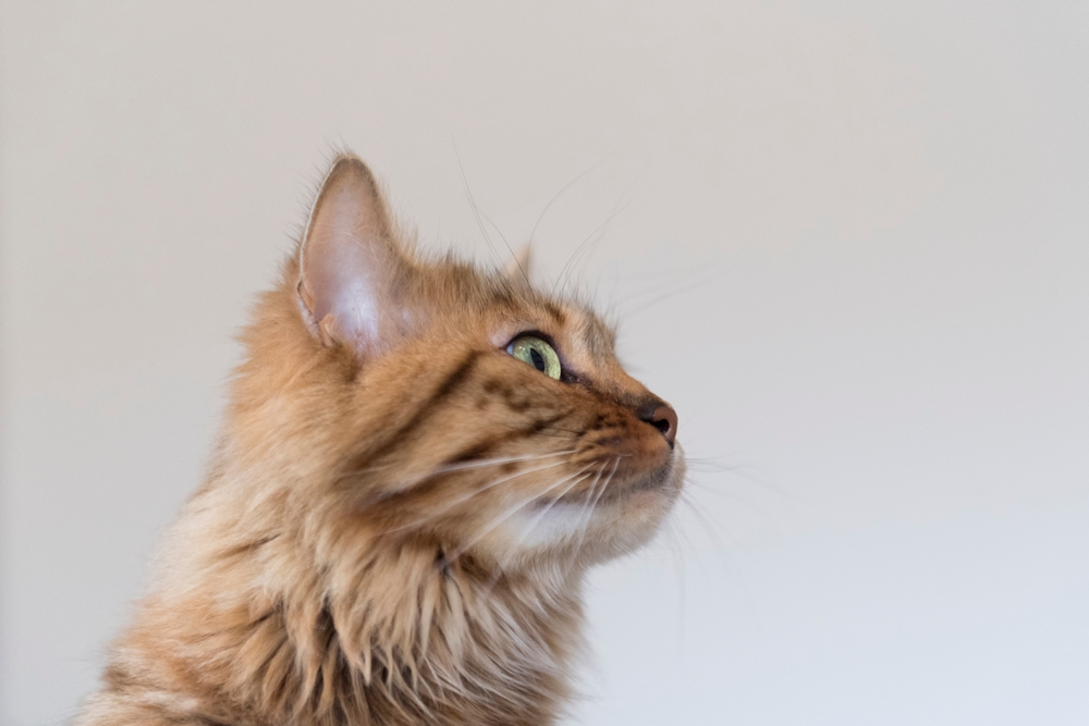Cashmere Bengal Cat: A Longhair Sibling Of Your Smart Bengal