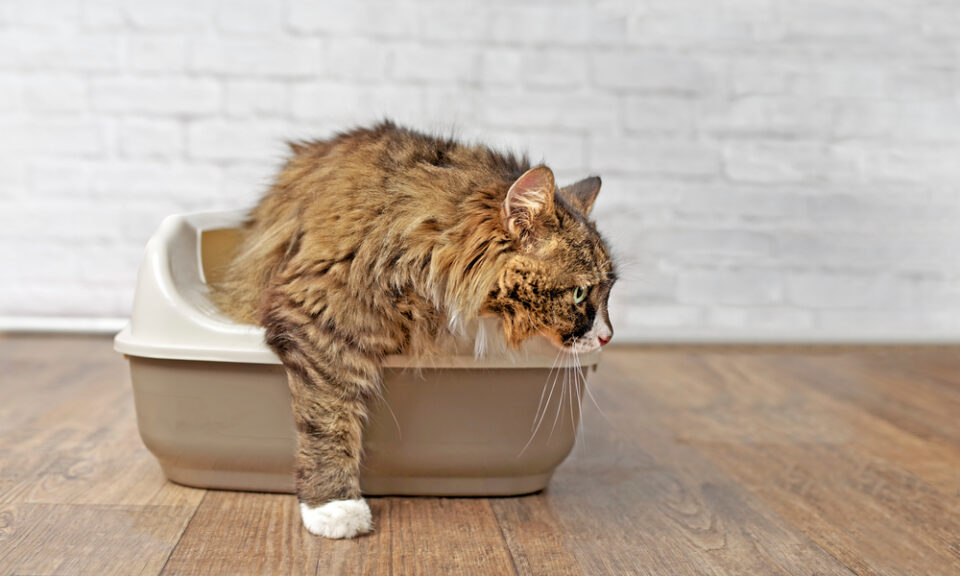 Cat Body Explained Do Cats Pee And Poop At The Same Time?