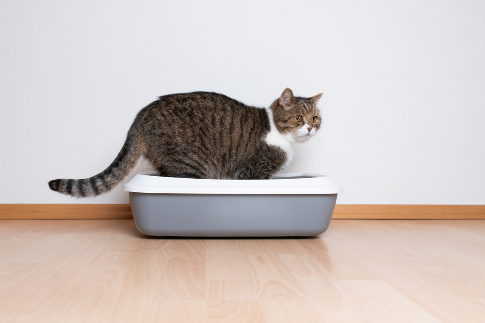 Cat Body Explained Do Cats Pee And Poop At The Same Time