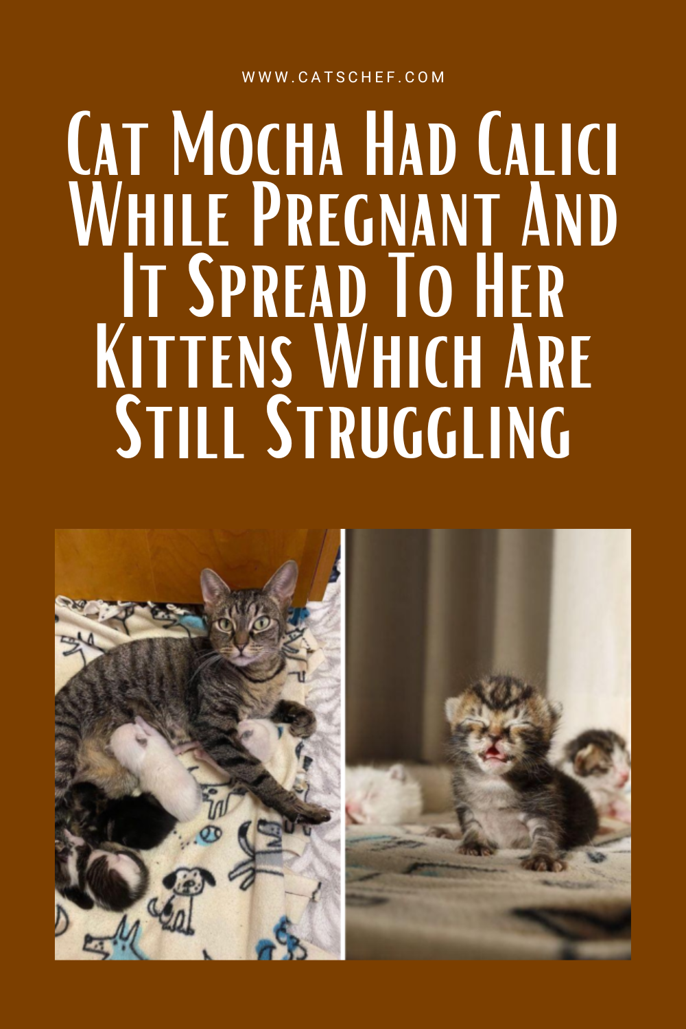 Kedi Mocha Hamileyken Calici Hastalığına Yakalandı ve Bu Hastalık Hala Mücadele Eden Yavrularına da Bulaştı