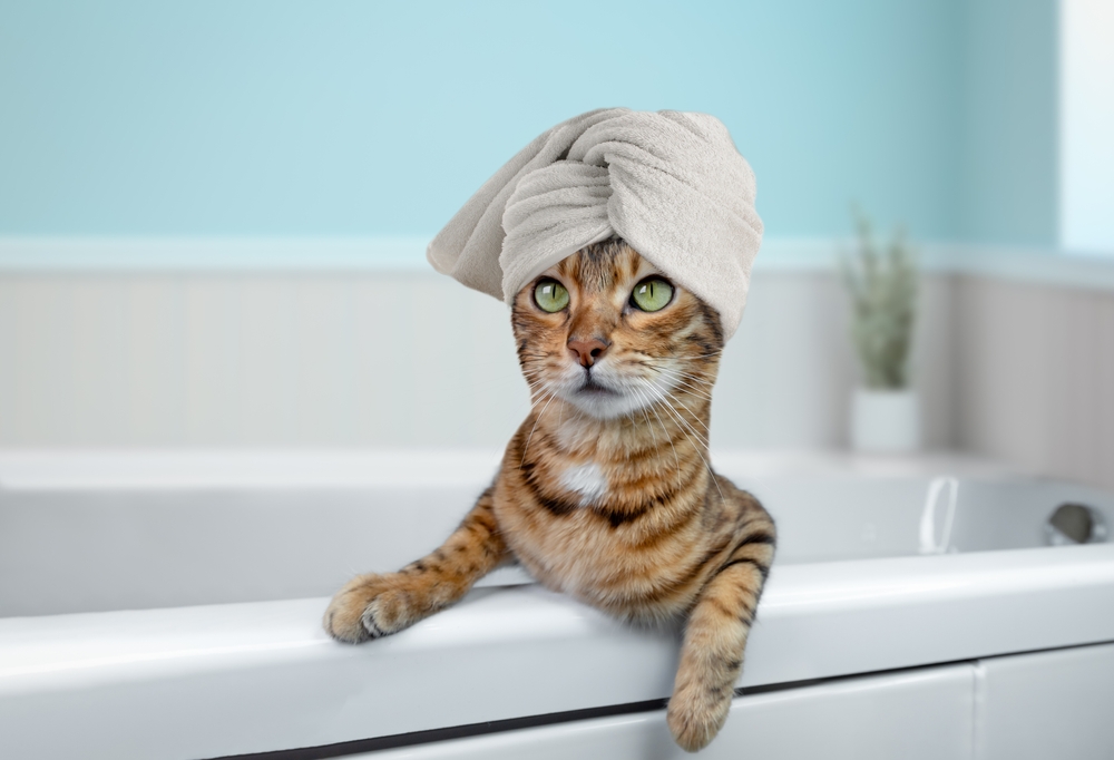 Kedinizi Temizleyin: Bengal Kedileri İçin En İyi 10 Kedi Şampuanı