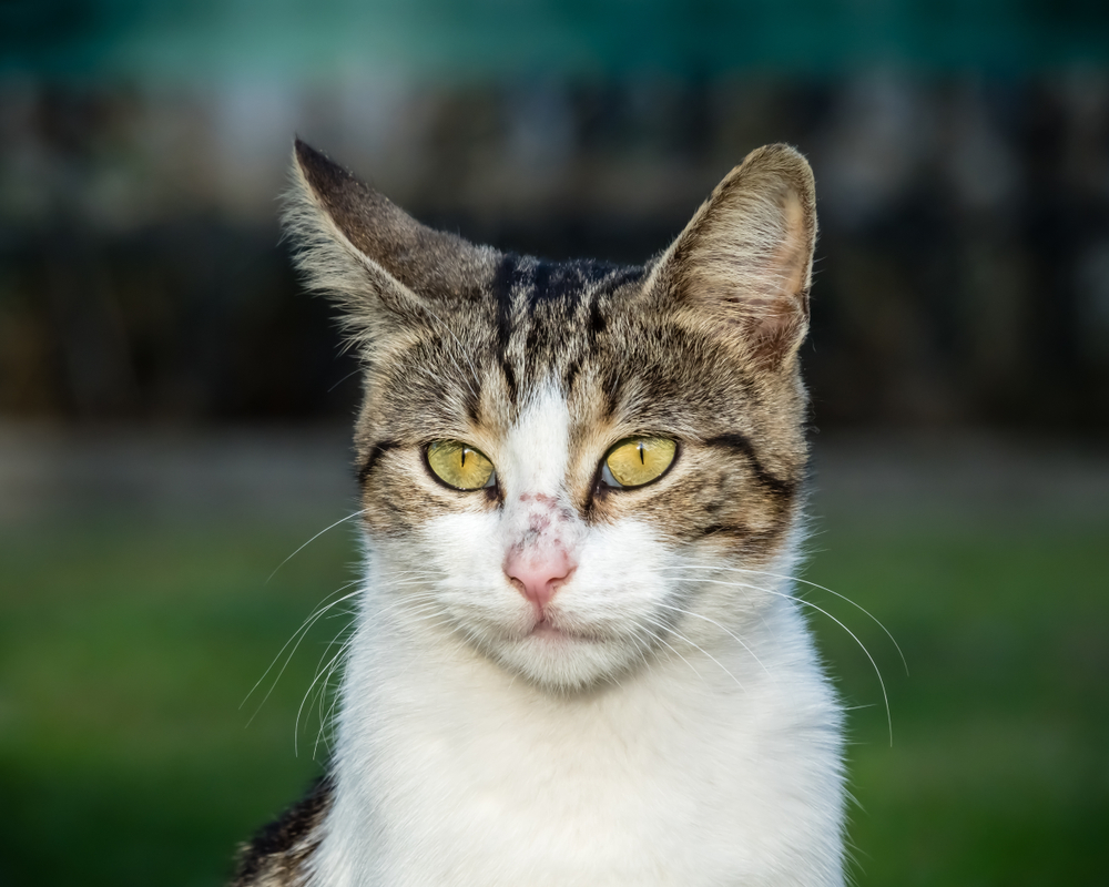 Kedinizin Sağlığının Şifresini Çözmek: Kedi Kabukları İçin 9 Ev Tedavisi