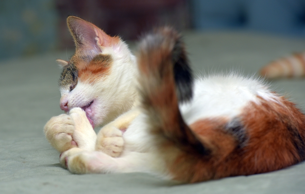 Decoding Your Cat's Health: 9 Home Remedies For Cat Scabs