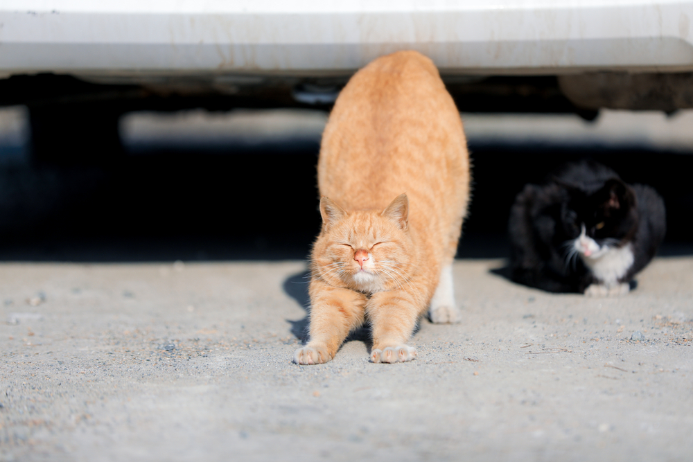Getting To The Bottom Of It: Why Do Cats Raise Their Butts?