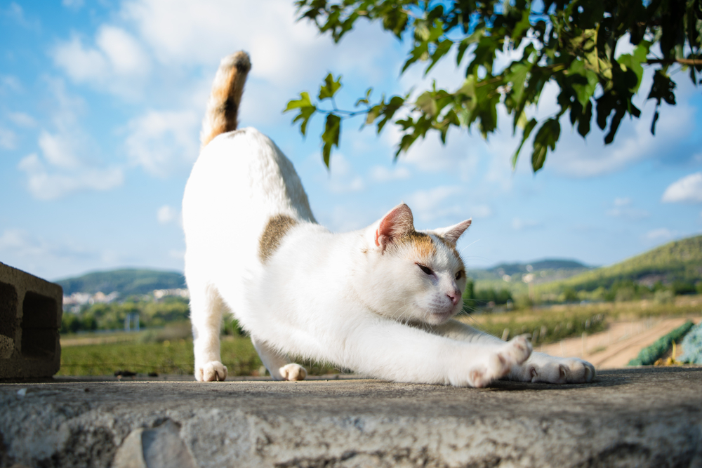 Getting To The Bottom Of It: Why Do Cats Raise Their Butts?