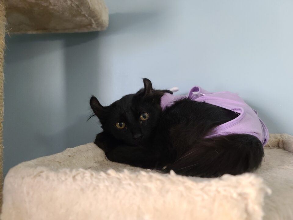 How Long To Keep Your Cat Confined After Spaying?