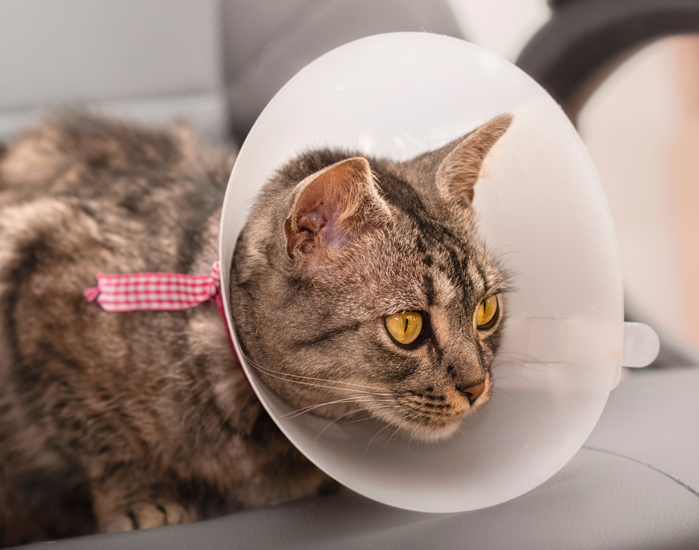How Long To Keep Your Cat Confined After Spaying
