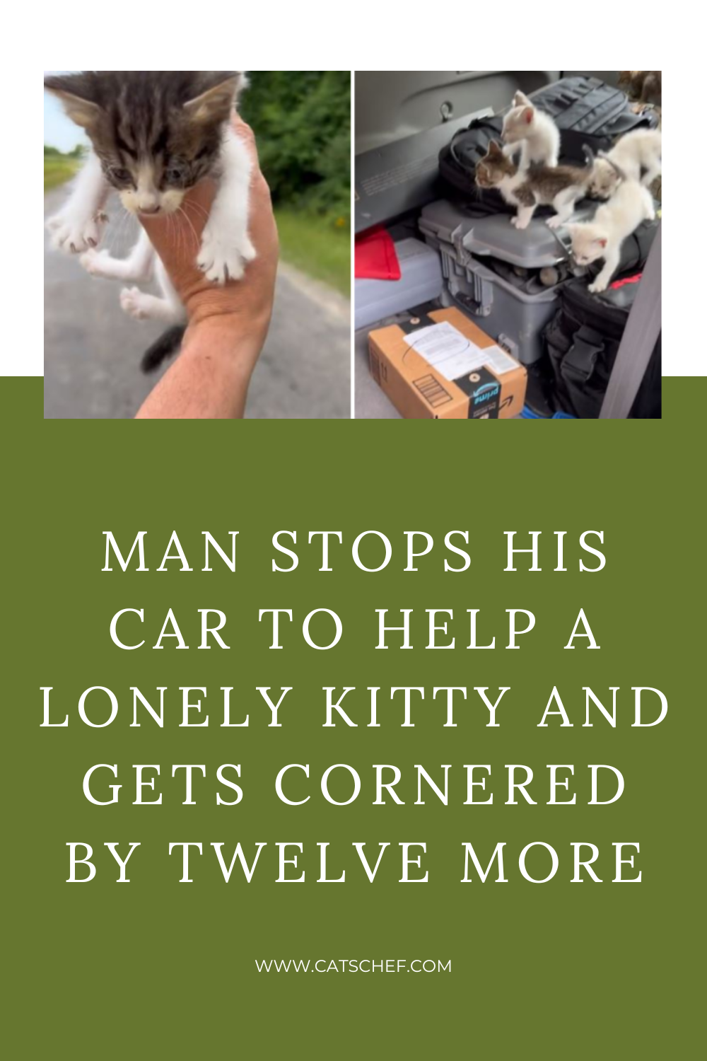 Yalnız Bir Kediciğe Yardım Etmek İçin Arabasını Durduran Adam On İki Kişi Tarafından Köşeye Sıkıştırıldı