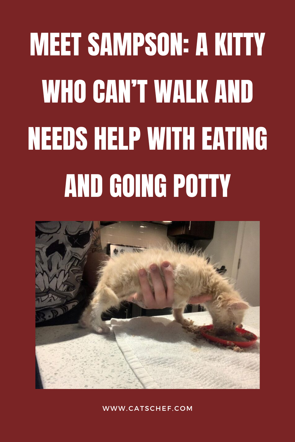 Sampson ile tanışın: Yürüyemeyen, Yemek Yemek ve Tuvaletini Yapmak İçin Yardıma İhtiyacı Olan Bir Kedi