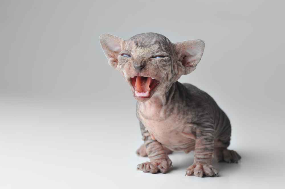 Minskin Kittens 7 Things To Know About This New Breed