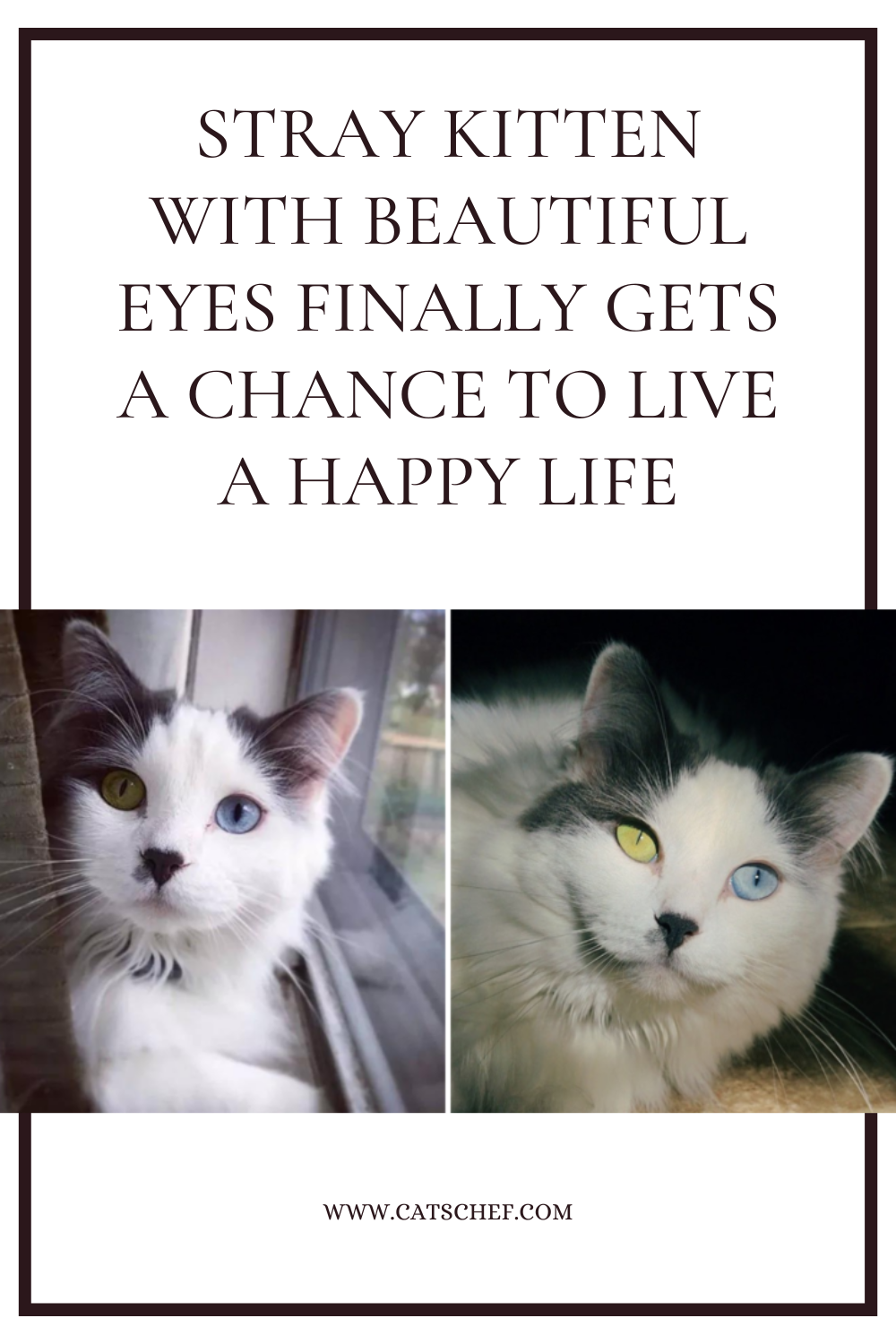 Güzel Gözlü Sokak Kedisi Nihayet Mutlu Bir Hayat Yaşama Şansını Yakaladı
