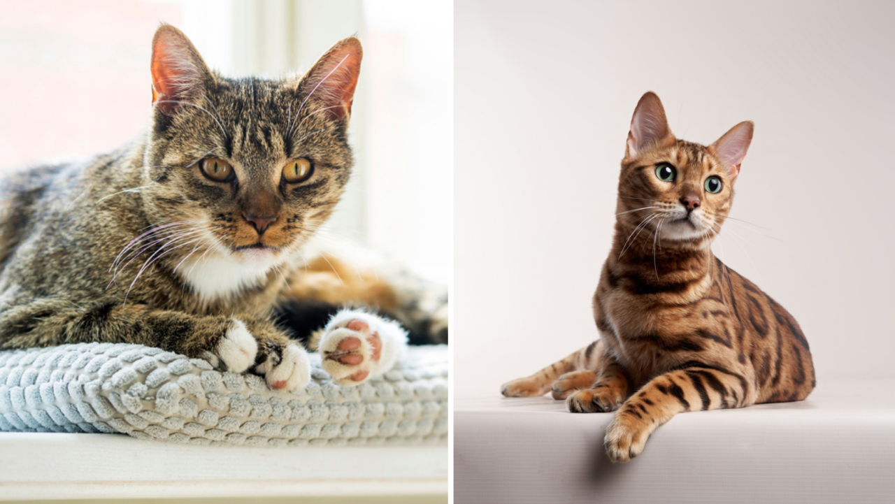 Tabby Vs. Bengal Are They Too Similar To Tell Apart?
