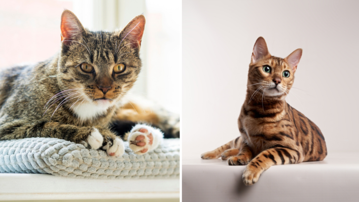 Tabby Vs. Bengal: Are They Too Similar To Tell Apart?