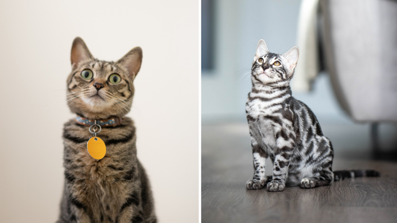 Tabby Vs. Bengal: Are They Too Similar To Tell Apart?