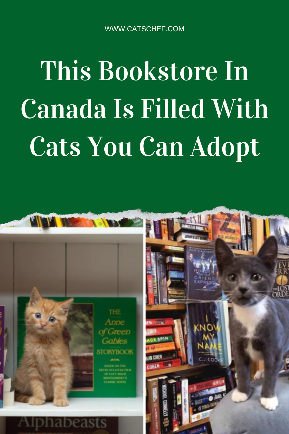 Kanada'daki Bu Kitapçı Evlat Edinebileceğiniz Kedilerle Dolu