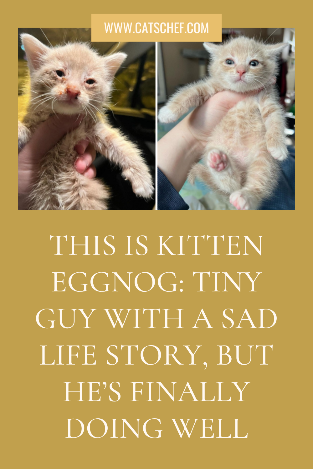 Bu Yavru Kedi Eggnog: Hüzünlü Bir Hayat Hikayesi Olan Minik Adam, Ama Sonunda İyileşiyor