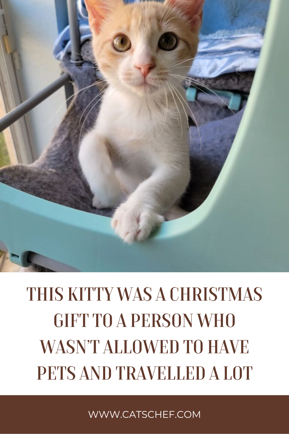 This Kitty Was A Christmas Gift To A Person Who Wasn't Allowed To Have Pets And Travelled A Lot