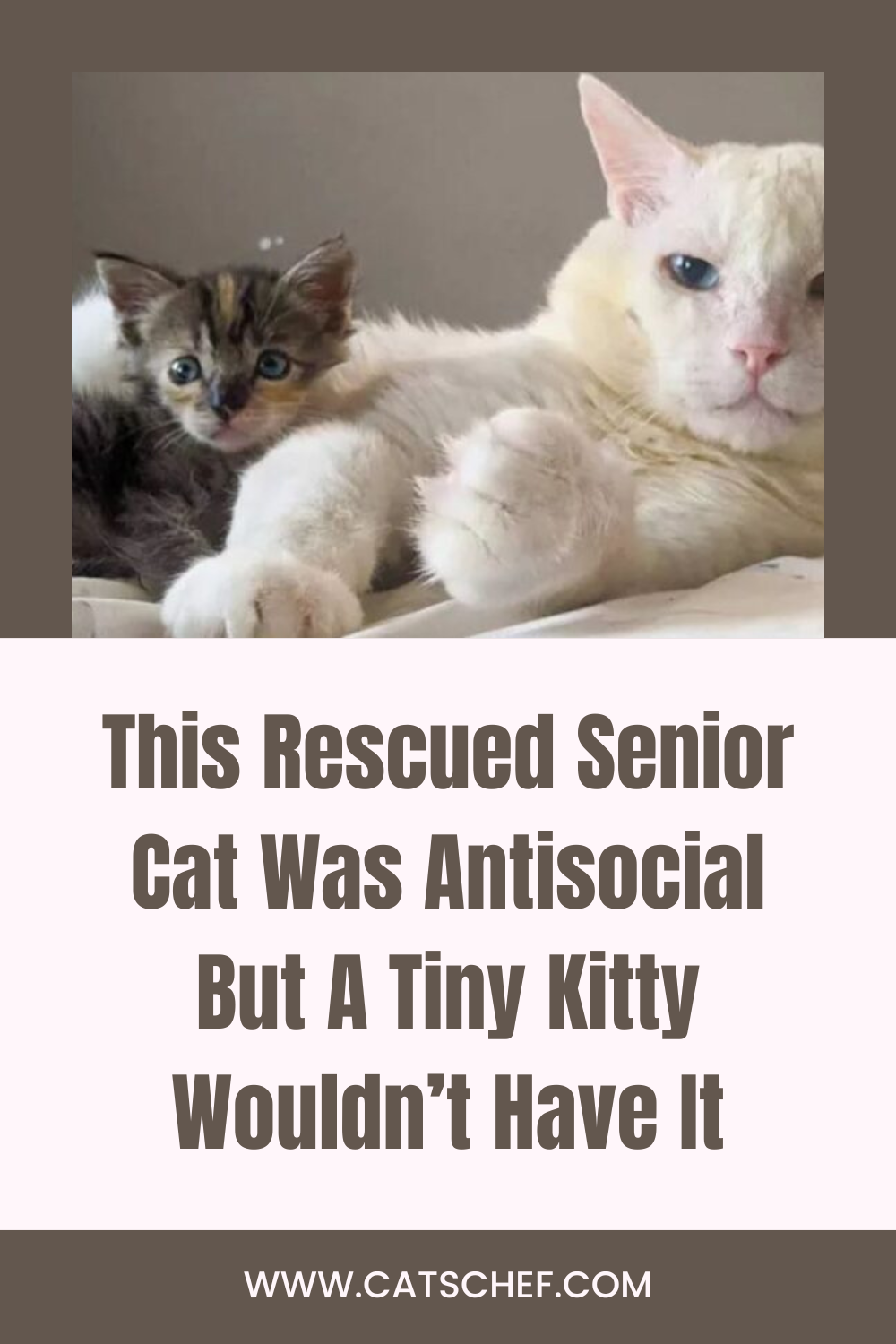 Kurtarılan Bu Yaşlı Kedi Antisosyaldi Ama Minik Bir Kedicik Buna İzin Vermedi