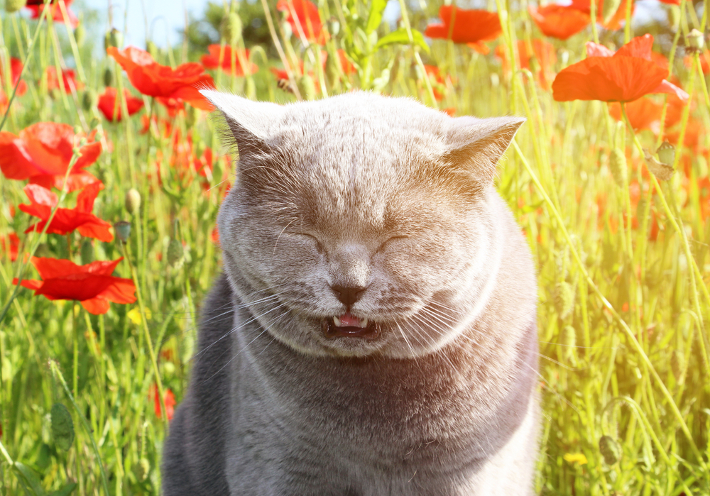 Why Is My Cat Sneezing? 8 Causes That Irritate Her Nose