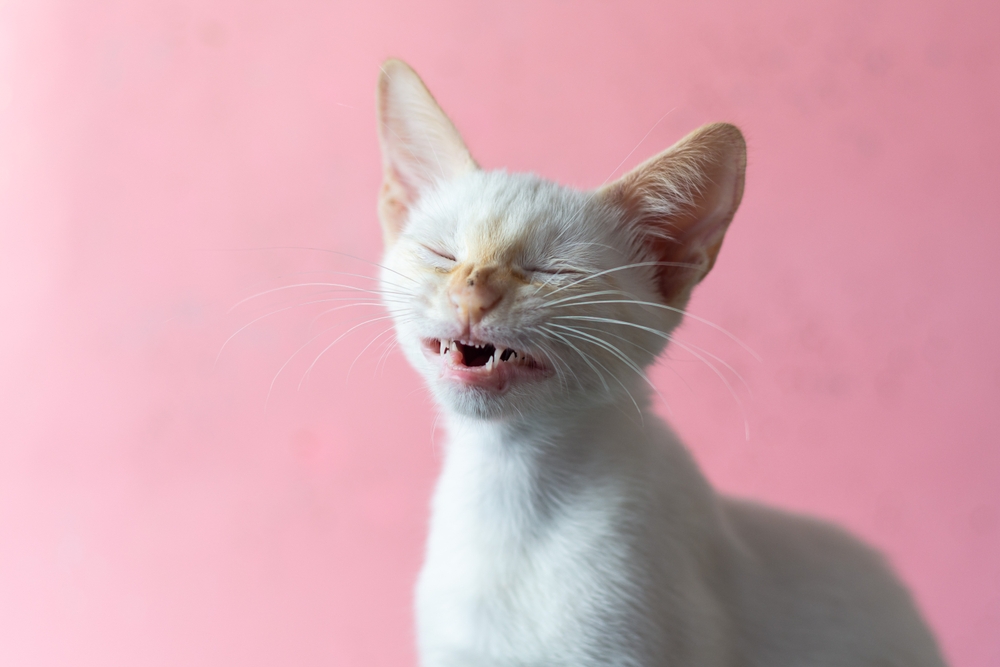 Kedim Neden Hapşırıyor? Burnunu Tahriş Eden 8 Neden