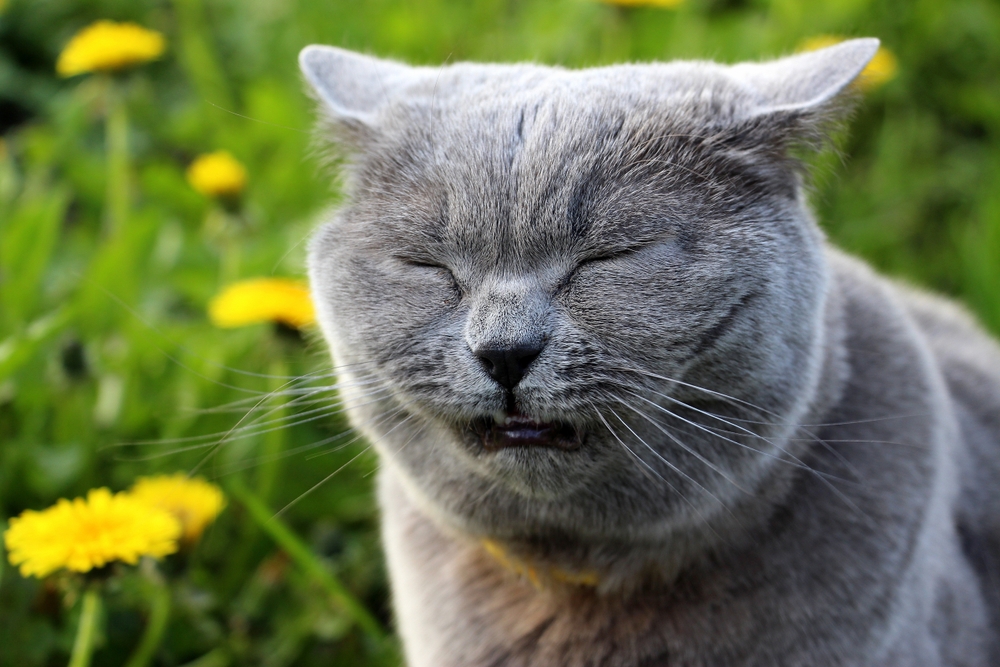 Kedim Neden Hapşırıyor? Burnunu Tahriş Eden 8 Neden