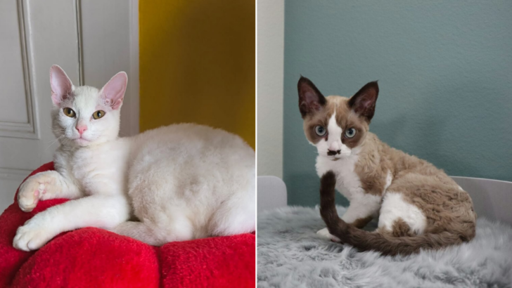 Devon Rex Vs. Cornish Rex: Your Favorite Curly-Haired Fluffs