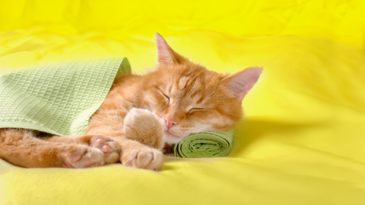 15 Adorable Pictures Of Spoiled Cats That Live Their Best Lives