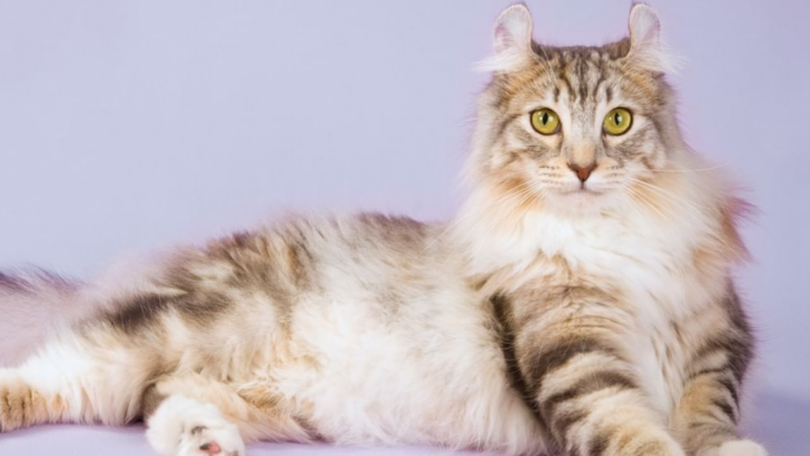 10 Cat Breeds That Stay Kittens at Heart Forever