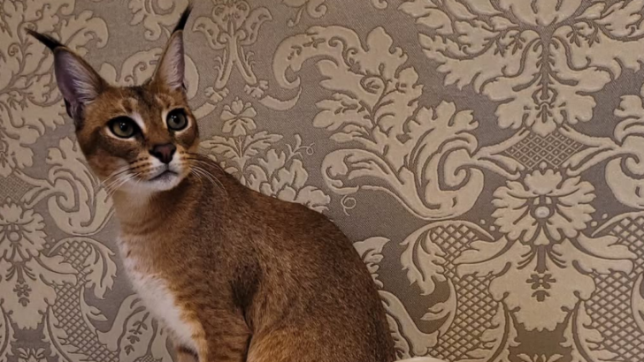 10 Exotic Cats You Didn’t Know You Could Adopt