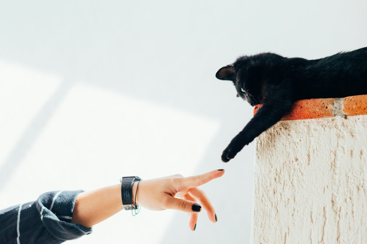 10 Must-Know Tips To Help A Stray Cat Settle Into Your Home