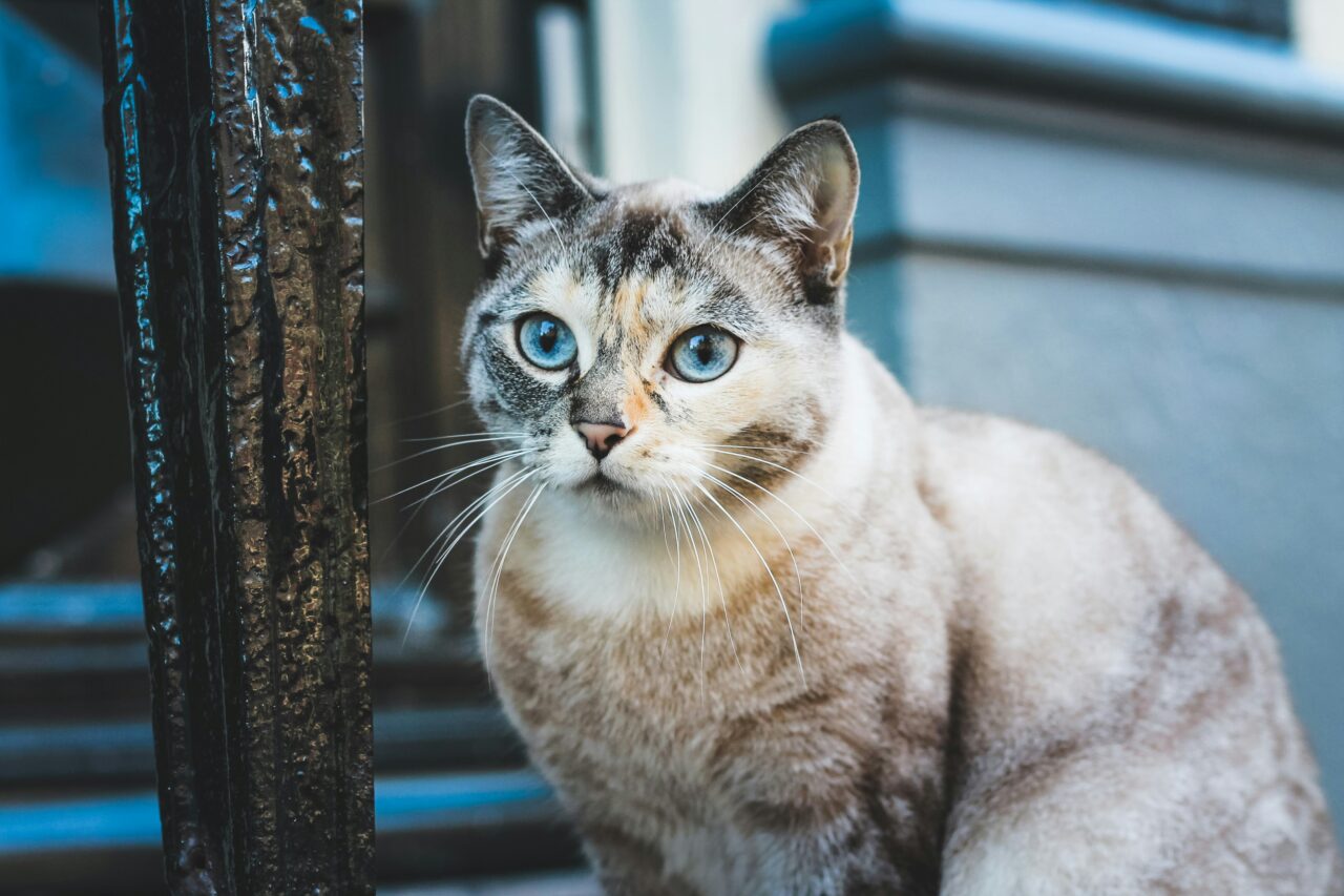 10 Must-Know Tips To Help A Stray Cat Settle Into Your Home