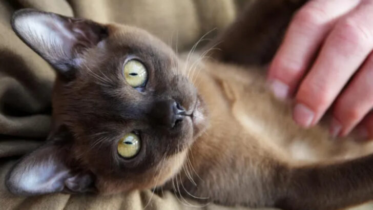 15 Cat Breeds That Are Practically Dogs in Disguise