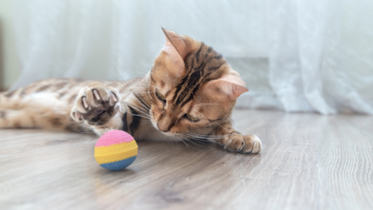 15 Fun Ways To Keep Your Bengal Cat Entertained And Full of Energy