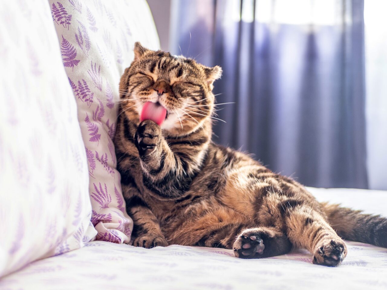 15 Tell-Tale Signs Your Cat Might Be In Pain