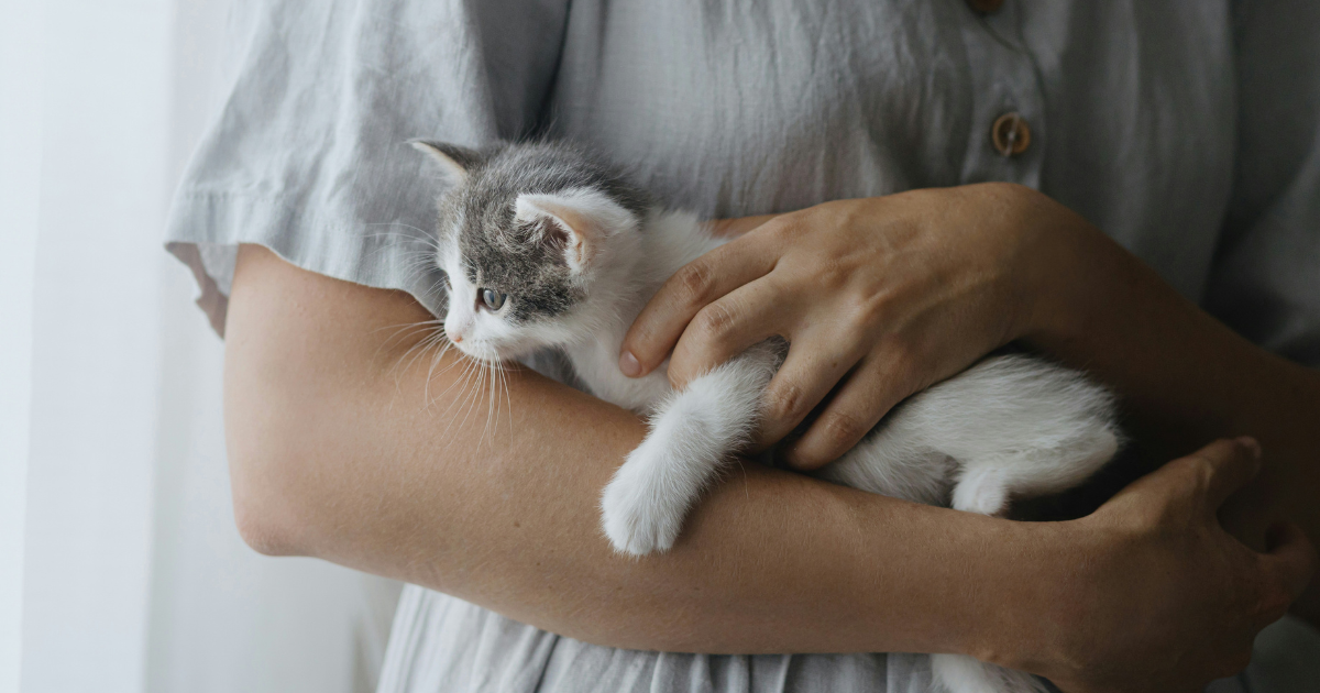 15 Tell-Tale Signs Your Cat Might Be In Pain