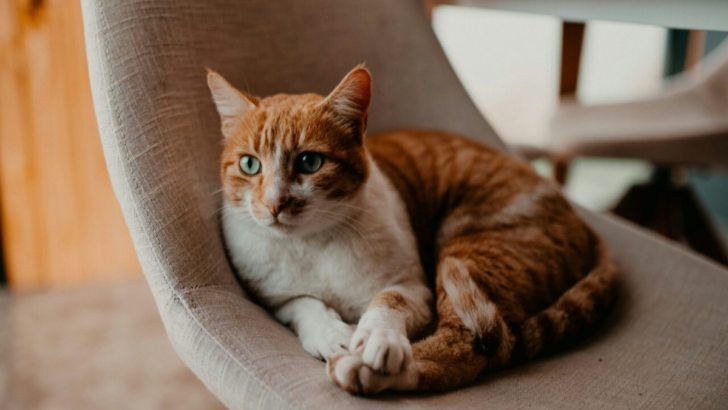 8 Incredible Benefits of Adopting a Senior Cat