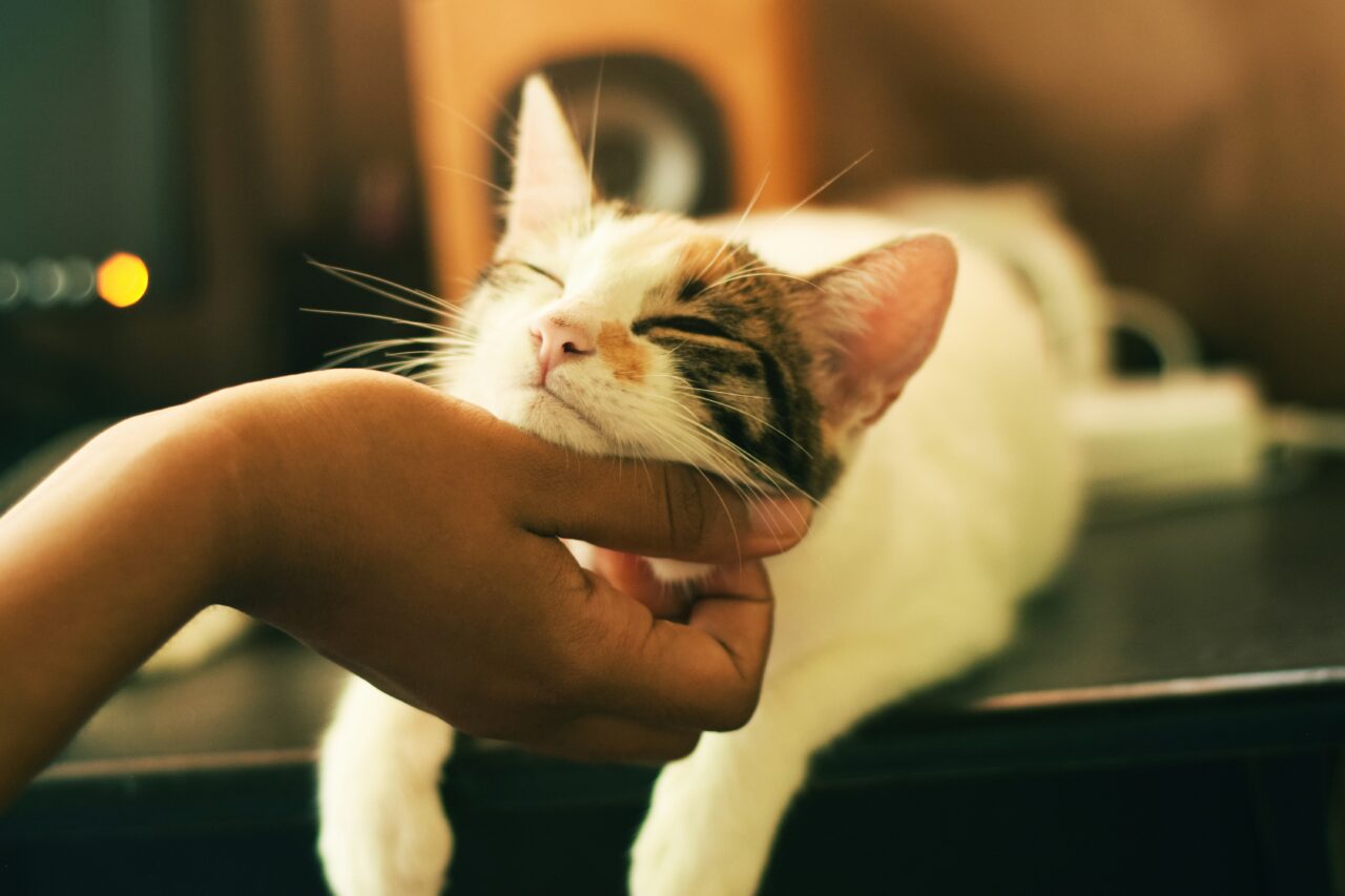 10 Signs You Have A Special Connection With Your Cat