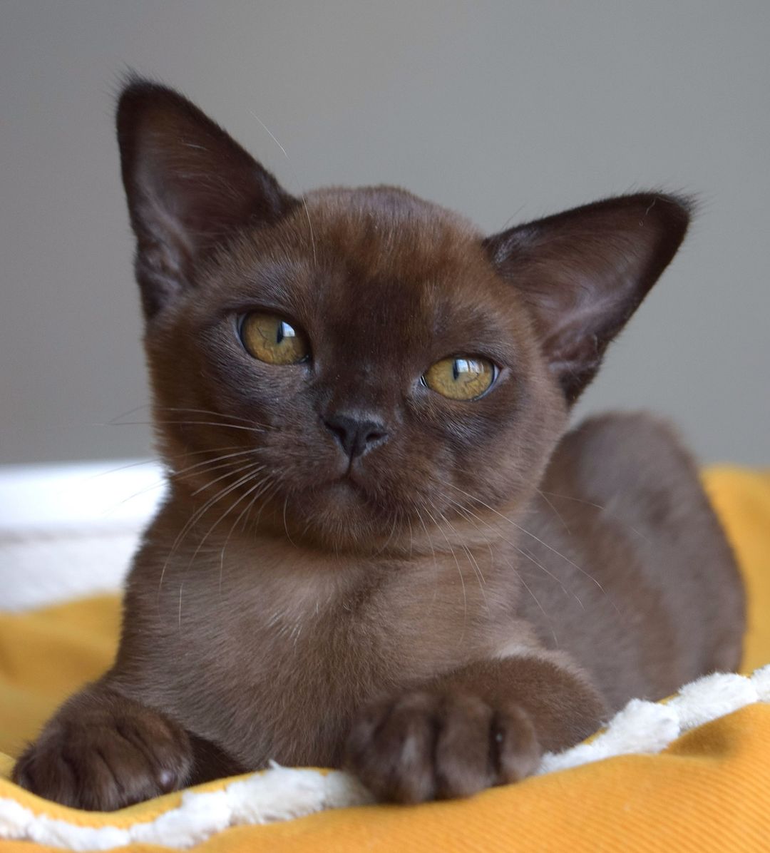 Meet 9 Talkative Cat Breeds That Will Steal Your Heart With Their Chatter