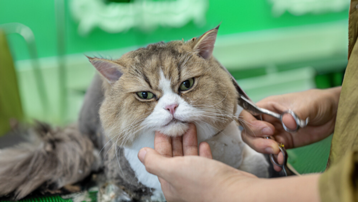 9 Inspirational Cat Haircut Styles For Your Feline