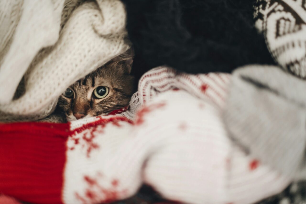 Is Your Cat Stressed Pay Attention To These 10 Signs