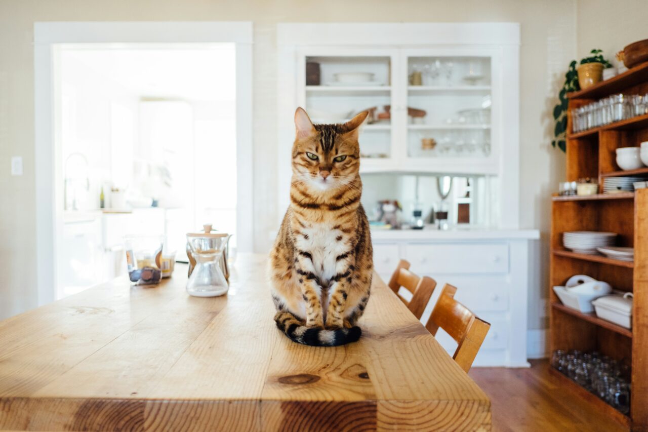 Is Your Cat Stressed Pay Attention To These 10 Signs