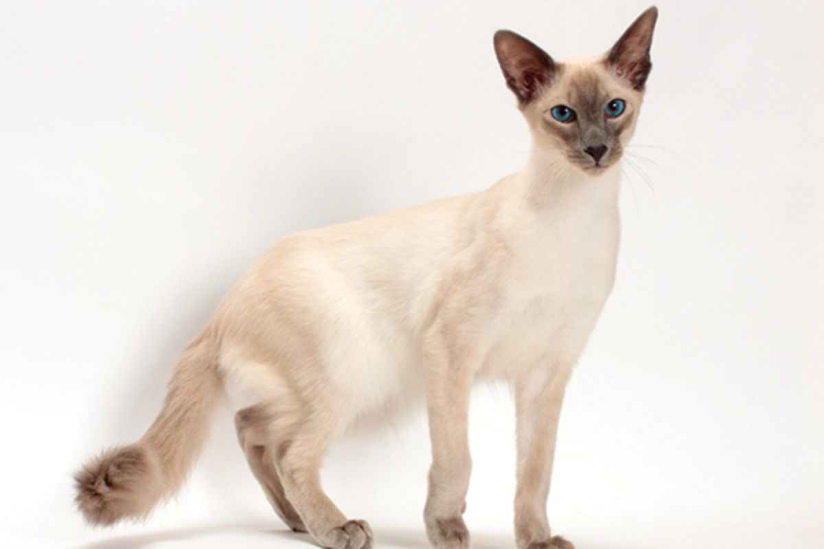 These 11 Hypoallergenic Cats Are Perfect For People With Allergies