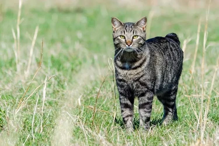 10 Cat Breeds That Stay Kittens at Heart Forever