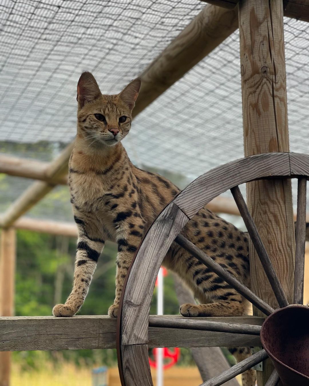 10 Exotic Cats You Didn’t Know You Could Adopt