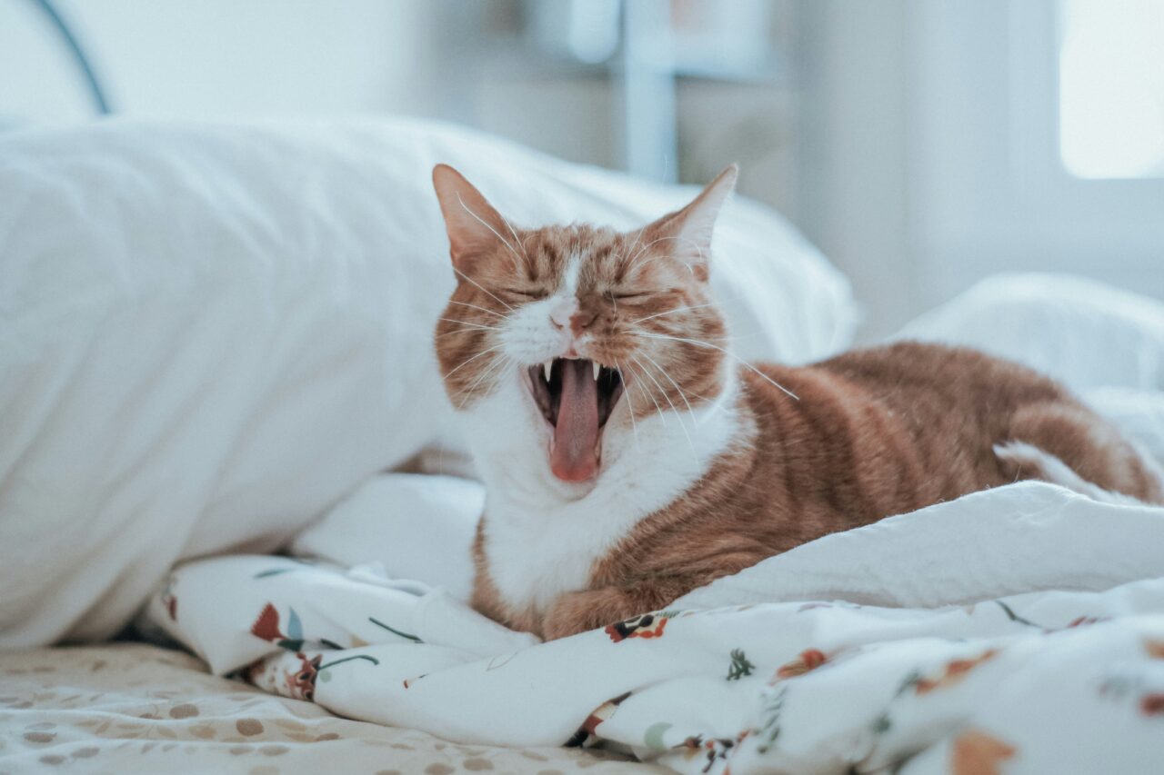 10 Signs Your Cat Is Feeling Happy and Content