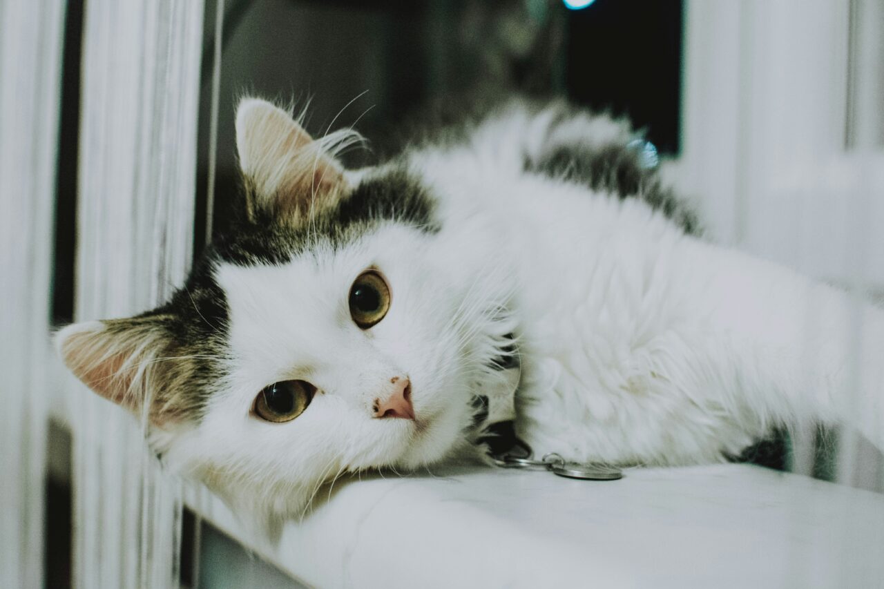 8 Benefits of Adopting a Senior Cat