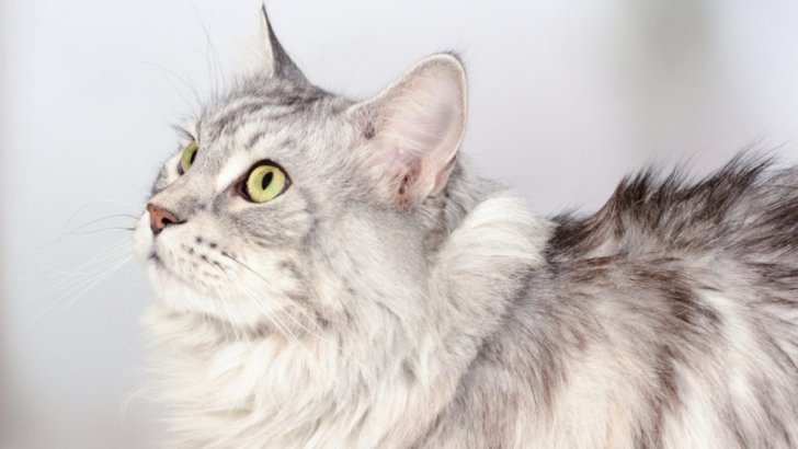 These 15 Shades of Diluted Gray Maine Coons Will Wow You!